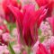 Viridiflora tulipán ‘Doll’s Minuet’ – 8 db/csomag