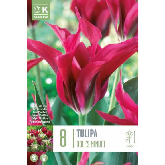 Viridiflora tulipán ‘Doll’s Minuet’ – 8 db/csomag