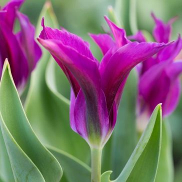 Viridiflora tulipán ‘Purple Doll’ – 8 db/csomag