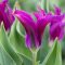 Viridiflora tulipán ‘Purple Doll’ – 8 db/csomag