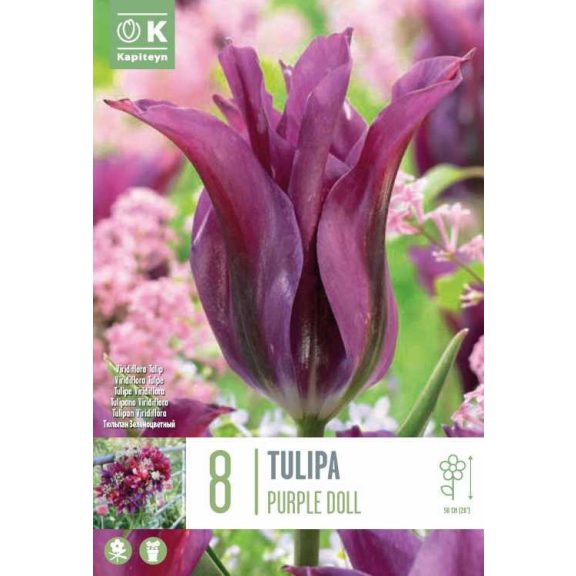 Viridiflora tulipán ‘Purple Doll’ – 8 db/csomag