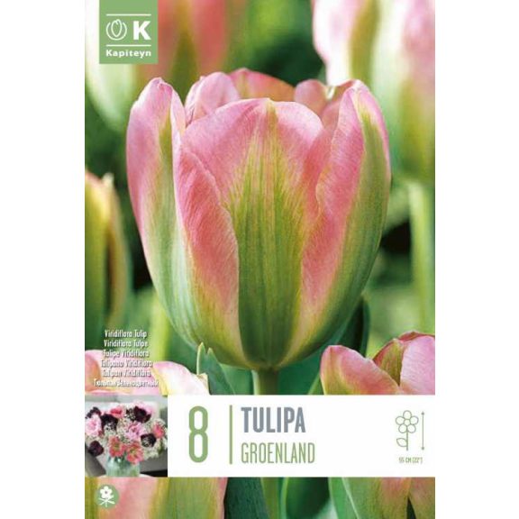 Viridiflora tulipán ‘Groenland’ – 8 db/csomag