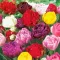 Telt virágú tulipán keverék – 8 db/csomag