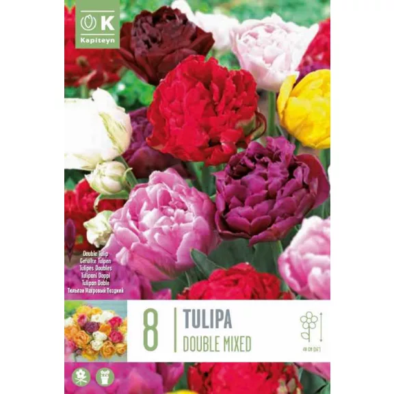 Telt virágú tulipán keverék – 8 db/csomag