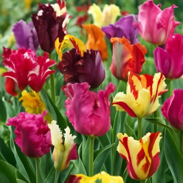 Papagáj tulipán keverék – 8 db/csomag