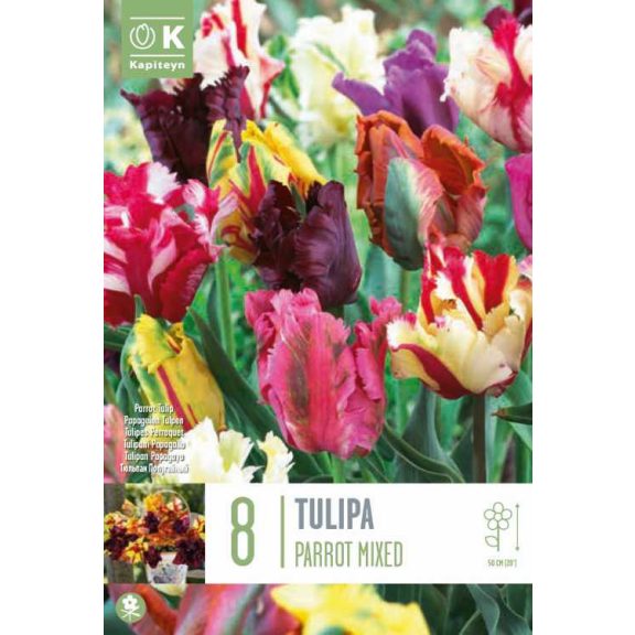 Papagáj tulipán keverék – 8 db/csomag