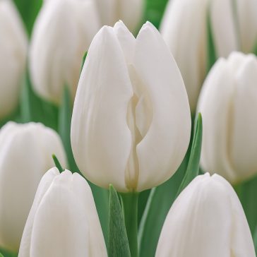   Tulipán ‘White’ – Klasszikus fehér Darwin-hibrid - 7 db/csomag