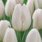 Tulipán ‘White’ – Klasszikus fehér Darwin-hibrid - 7 db/csomag