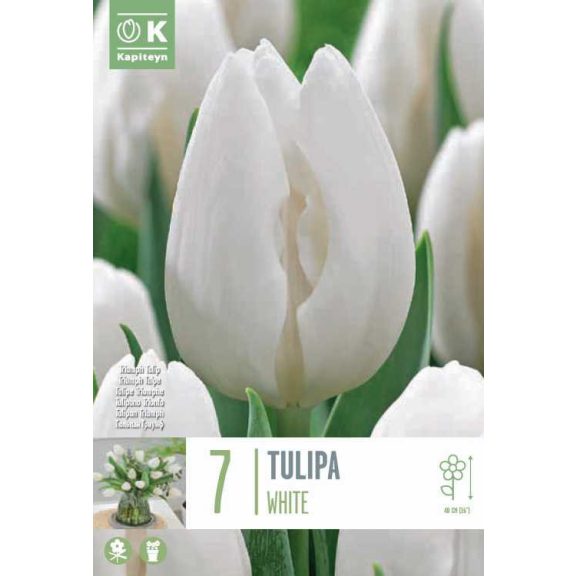 Tulipán ‘White’ – Klasszikus fehér Darwin-hibrid - 7 db/csomag
