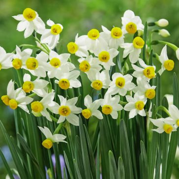 Botanikai nárcisz ‘Canaliculatus’ – 10 db/csomag