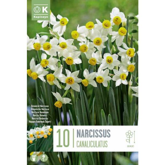 Botanikai nárcisz ‘Canaliculatus’ – 10 db/csomag