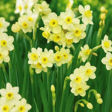   Mini nárcisz ‘Minnow’ – Botanikai hatású, apró csoda - 10 db/csomag