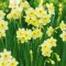 Mini nárcisz ‘Minnow’ – Botanikai hatású, apró csoda - 10 db/csomag