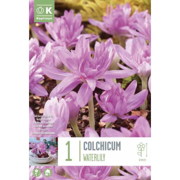 Telt virágú őszi kikerics – Waterlily (Colchicum ‘Waterlily’) 1 db/csomag