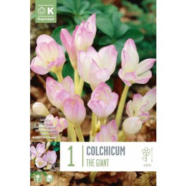  Óriás őszi kikerics – The Giant (Colchicum ‘The Giant’) 1 db/csomag