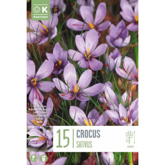Őszi sáfrány – Crocus sativus - 15 db/csomag