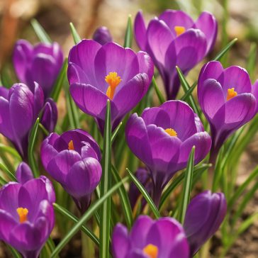   Krókusz ‘Flower Record’ – Nagyvirágú, lila tavaszhírnök - 10 db/csomag