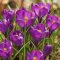 Krókusz ‘Flower Record’ – Nagyvirágú, lila tavaszhírnök - 10 db/csomag