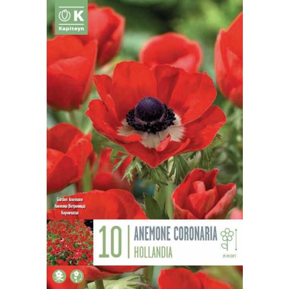 Koronás szellőrózsa – Hollandia (Anemone coronaria ‘Hollandia’) 10 db/csomag
