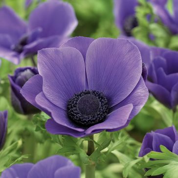   Koronás szellőrózsa – Mr. Fokker (Anemone coronaria ‘Mr. Fokker’) 10 db/csomag
