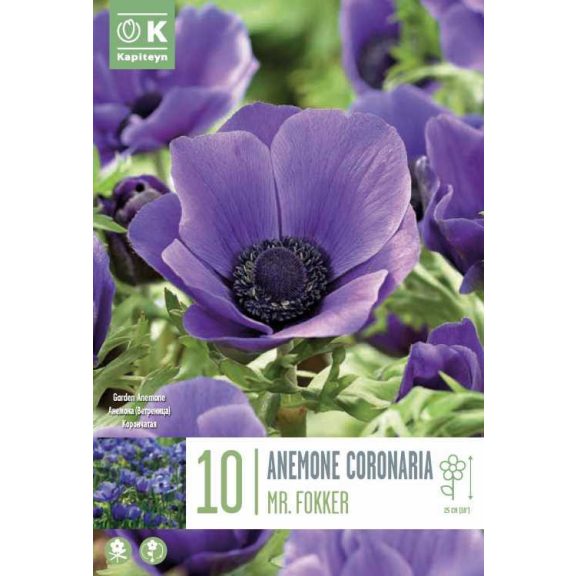 Koronás szellőrózsa – Mr. Fokker (Anemone coronaria ‘Mr. Fokker’) 10 db/csomag