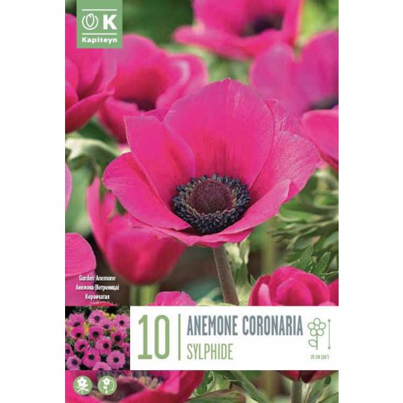 Koronás szellőrózsa – Sylphide (Anemone coronaria ‘Sylphide’) 10 db/csomag