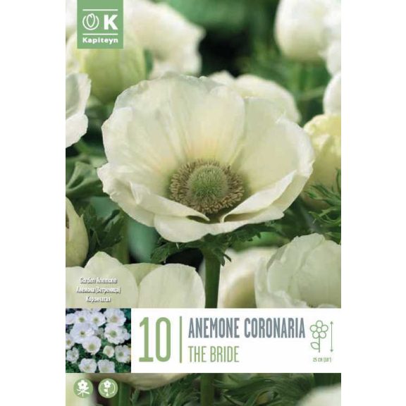 Koronás szellőrózsa – The Bride (Anemone coronaria ‘The Bride’) 10 db/csomag