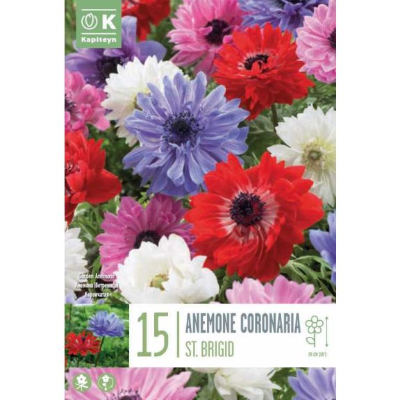 Telt korona szellőrózsa mix (Anemone coronaria ‘St. Brigid Mixed Colours’) 15 db/csomag