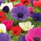 Egyszerű korona szellőrózsa mix (Anemone coronaria ‘De Caen Mixed Colours’) 15 db/csomag