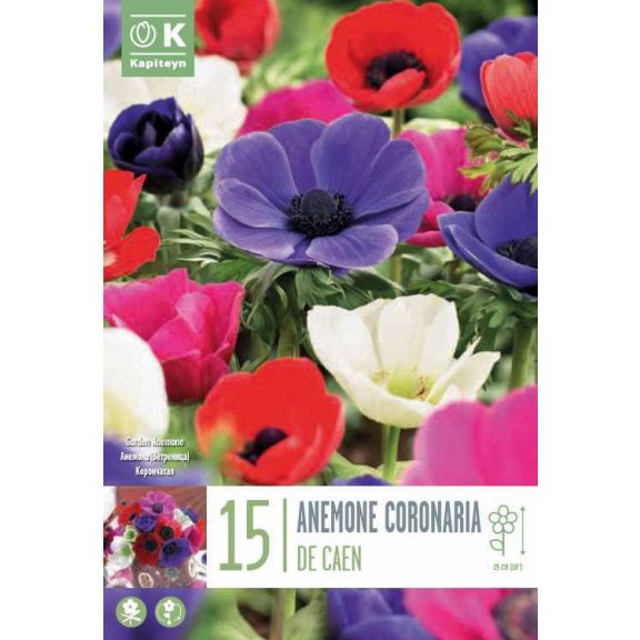 Egyszerű korona szellőrózsa mix (Anemone coronaria ‘De Caen Mixed Colours’) 15 db/csomag
