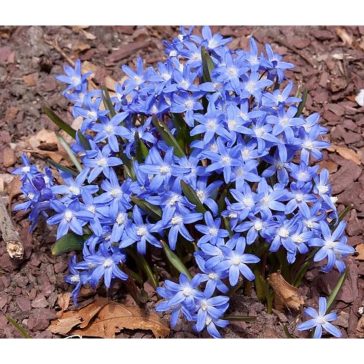 Hófény ‘Luciliae’ (Chionodoxa luciliae) 20 db/csomag