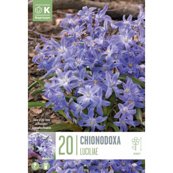Hófény ‘Luciliae’ (Chionodoxa luciliae) 20 db/csomag