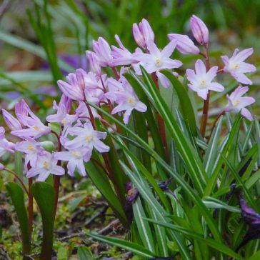   Hófény ‘Pink Giant’ – Rózsaszín csillagvirág (Chionodoxa) 15 db/csomag
