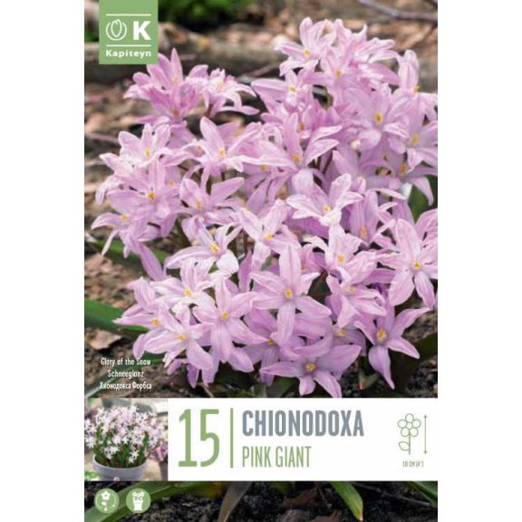 Hófény ‘Pink Giant’ – Rózsaszín csillagvirág (Chionodoxa) 15 db/csomag
