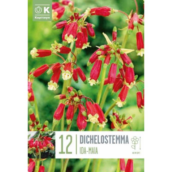 Tűzpozdorja (Dichelostemma ida-maia) – Kaliforniai díszhagyma 12 db/csomag