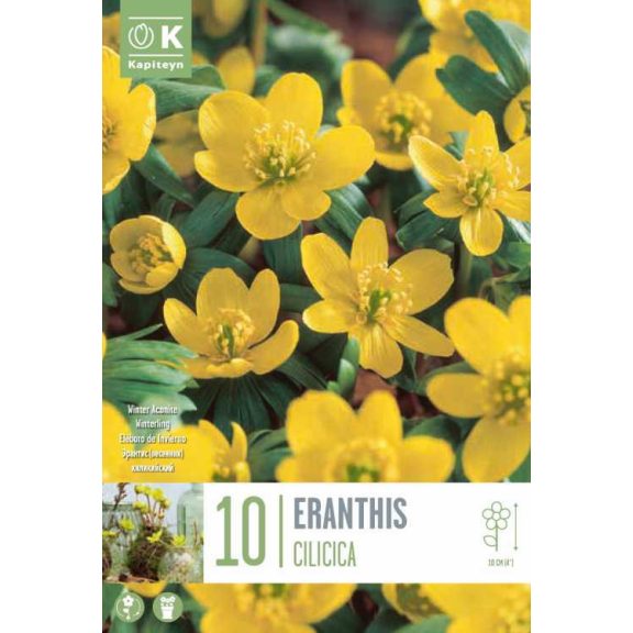 Téltemető (Eranthis cilicica) 10 db/csomag
