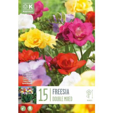   Frézia Teltvirágú Színkeverék -15 db/csomag(Freesia Double Mixed Colours)