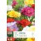 Frézia Teltvirágú Színkeverék -15 db/csomag(Freesia Double Mixed Colours)