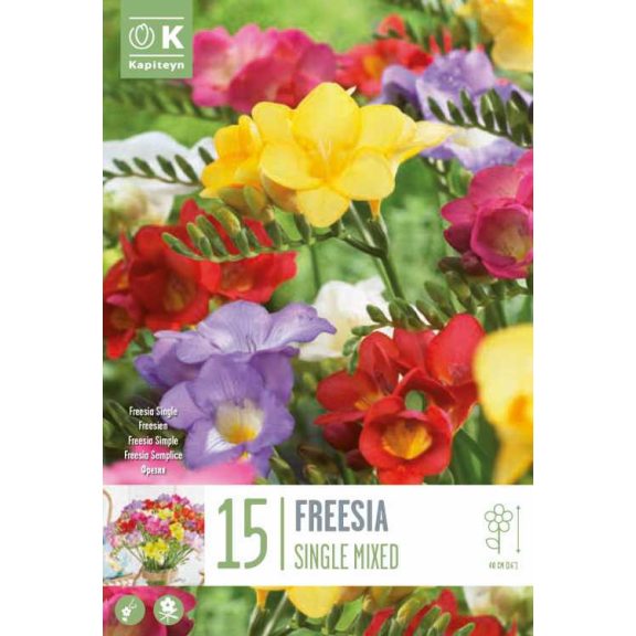 Frézia Egyszerű Virágú Színkeverék -15 db/csomag (Freesia Single Mixed Colours)