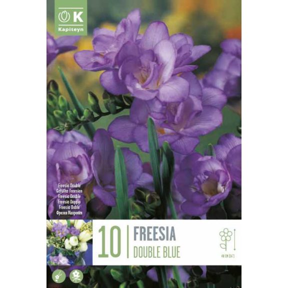 Frézia Teltvirágú Kék - 10 db/csomag (Freesia Double Blue)