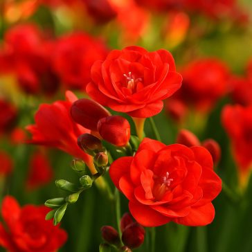   Frézia Teltvirágú Piros -10 db/csomag (Freesia Double Red)
