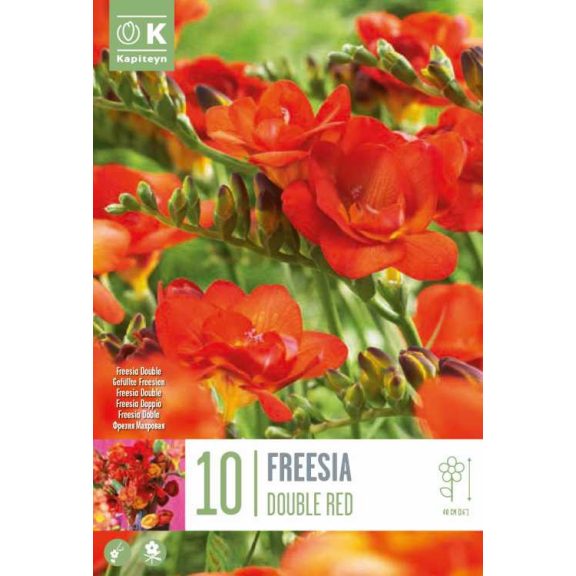 Frézia Teltvirágú Piros -10 db/csomag (Freesia Double Red)