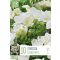 Frézia Teltvirágú Fehér -10 db/csomag (Freesia Double White)