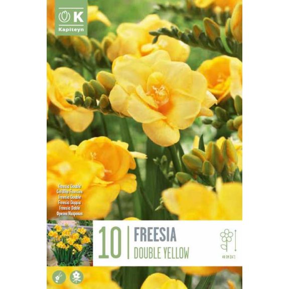 Frézia Teltvirágú Sárga -10 db/csomag (Freesia Double Yellow)