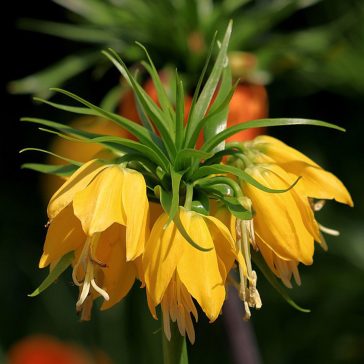   Császárkorona – Sárga (Fritillaria imperialis ‘Lutea’) 1 db/csomag