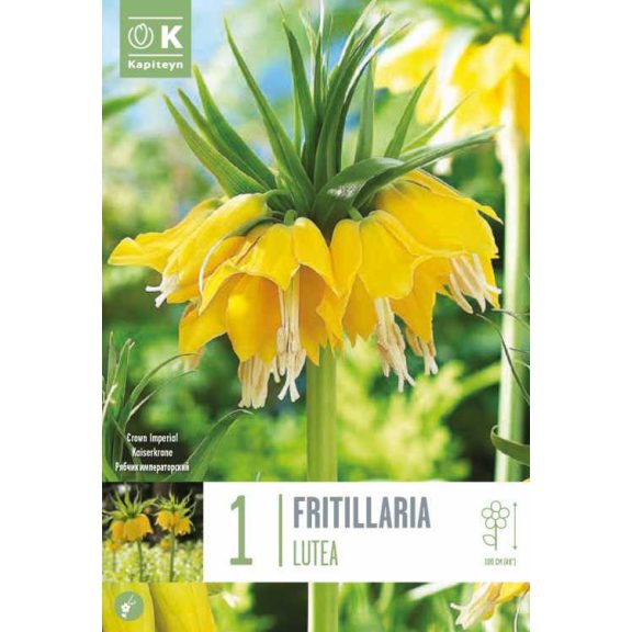 Császárkorona – Sárga (Fritillaria imperialis ‘Lutea’) 1 db/csomag