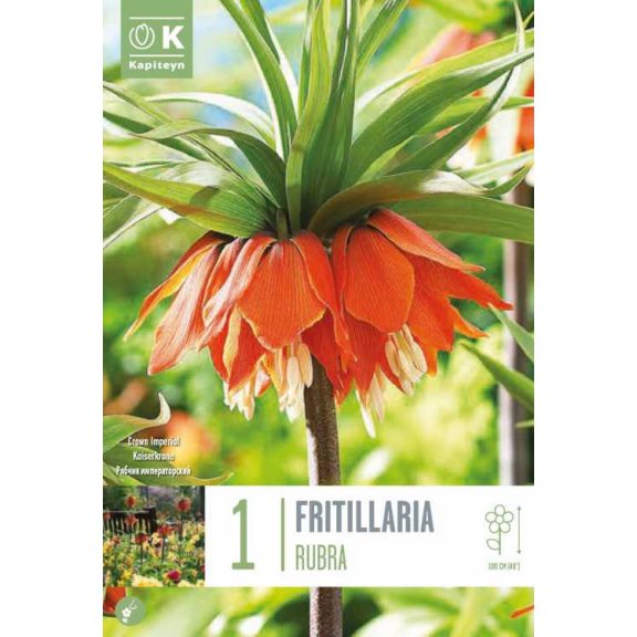 Császárkorona – Vörös (Fritillaria imperialis ‘Rubra’) 1 db/csomag