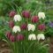 Kockásliliom keverék (Fritillaria meleagris Mixed Colours) 12 db/csomag