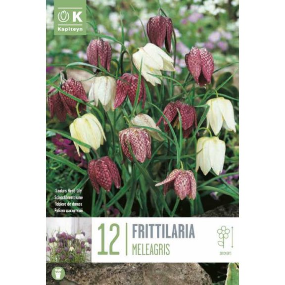 Kockásliliom keverék (Fritillaria meleagris Mixed Colours) 12 db/csomag