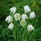 Kockásliliom – Fehér (Fritillaria meleagris ‘Alba’) 10 db/csomag